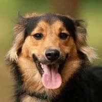 BANUŚ, Mixed Breed (Fundacja Głosem Zwierząt)