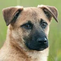 SZYMUŚ, Mixed Breed (Fundacja Głosem Zwierząt)