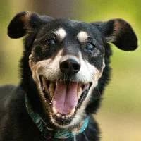 TILUŚ, Mixed Breed (Fundacja Głosem Zwierząt)