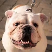 BUBUŚ, Mixed Breed (Fundacja Głosem Zwierząt)