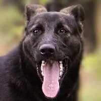OTIS, Mixed Breed (Fundacja Głosem Zwierząt)