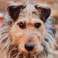 LUMIŚ, Mixed Breed (Fundacja Głosem Zwierząt)