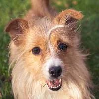 WHISKEY, Mixed Breed (Fundacja Głosem Zwierząt)
