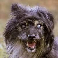 CYNKA, Mixed Breed (Fundacja Głosem Zwierząt)