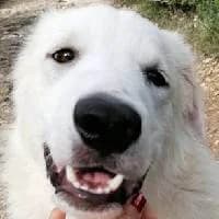 WINNIE, Mixed Breed (Fundacja Głosem Zwierząt)