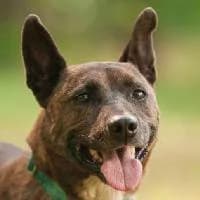 HADESIK, Mixed Breed (Fundacja Głosem Zwierząt)