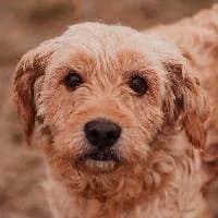 JAZZ, Mixed Breed (Fundacja Głosem Zwierząt)
