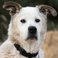 ALMA, Mixed Breed (Fundacja Głosem Zwierząt)