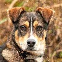 JOY, Mixed Breed (Fundacja Głosem Zwierząt)