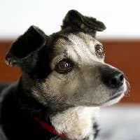 FLO, Mixed Breed (Fundacja Głosem Zwierząt)