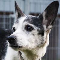 DOLLY, Mixed Breed (Fundacja Głosem Zwierząt)