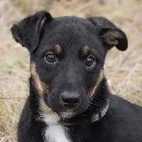 HYZIO, Mixed Breed (Fundacja Głosem Zwierząt)