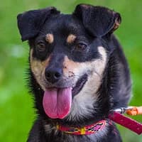 MONA, Mixed Breed (Fundacja Głosem Zwierząt)