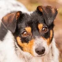 DUNIO, Mixed Breed (Fundacja Głosem Zwierząt)