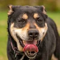 OLO, Mixed Breed (Fundacja Głosem Zwierząt)
