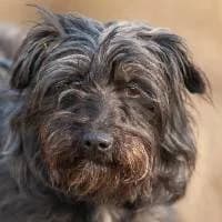 DYMKA, Mixed Breed (Fundacja Głosem Zwierząt)