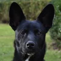 DUSZEK, Mixed Breed (Fundacja Głosem Zwierząt)