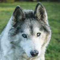 HAMER, Mixed Breed (Fundacja Głosem Zwierząt)