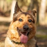 KARIM, Mixed Breed (Fundacja Głosem Zwierząt)