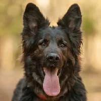 COEN, Mixed Breed (Fundacja Głosem Zwierząt)