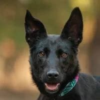 WENKA, Mixed Breed (Fundacja Głosem Zwierząt)