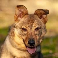 HANA, Mixed Breed (Fundacja Głosem Zwierząt)