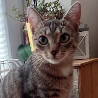 MEL, Mixed Breed (Fundacja Głosem Zwierząt)