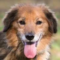 BARTUŚ, Mixed Breed (Fundacja Głosem Zwierząt)