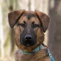 DORIS, Mixed Breed (Fundacja Głosem Zwierząt)