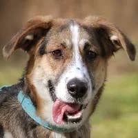 NELA, Mixed Breed (Fundacja Głosem Zwierząt)