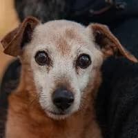 IWANEK, Mixed Breed (Fundacja Głosem Zwierząt)