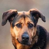 SONIA, Mixed Breed (Fundacja Głosem Zwierząt)