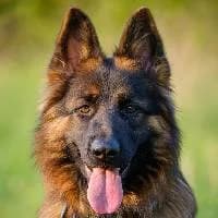WHISKY, Mixed Breed (Fundacja Głosem Zwierząt)