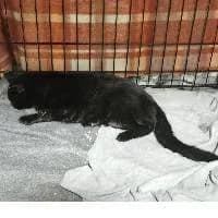 IZI, Mixed Breed (Fundacja Głosem Zwierząt)