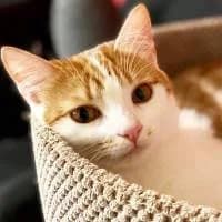 GINGER, Mixed Breed (Fundacja Głosem Zwierząt)