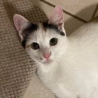 PIPI, Mixed Breed (Fundacja Głosem Zwierząt)