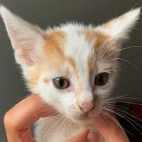 LONI, Mixed Breed (Fundacja Głosem Zwierząt)