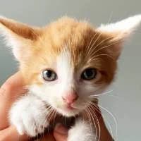 LARS, Mixed Breed (Fundacja Głosem Zwierząt)