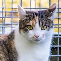 LIZY, Mixed Breed (Fundacja Głosem Zwierząt)