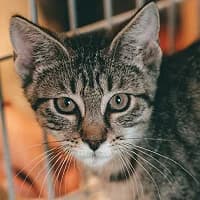 ROSKO, Mixed Breed (Fundacja Głosem Zwierząt)
