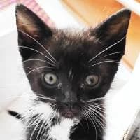 MANKI, Mixed Breed (Fundacja Głosem Zwierząt)