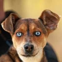 JUNI, Mixed Breed (Fundacja Głosem Zwierząt)