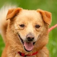 CYPISEK, Mixed Breed (Fundacja Głosem Zwierząt)