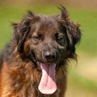 ELTON, Mixed Breed (Fundacja Głosem Zwierząt)