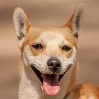 DANY, Mixed Breed (Fundacja Głosem Zwierząt)