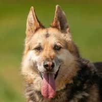 MAJORKA, Mixed Breed (Fundacja Głosem Zwierząt)