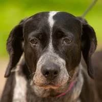 AME, Mixed Breed (Fundacja Głosem Zwierząt)
