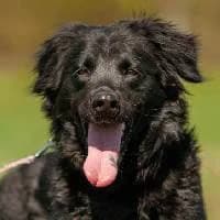 JUNA, Mixed Breed (Fundacja Głosem Zwierząt)