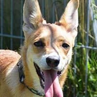 NANI, Mixed Breed (Fundacja Głosem Zwierząt)