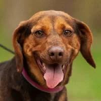 ALI, Mixed Breed (Fundacja Głosem Zwierząt)